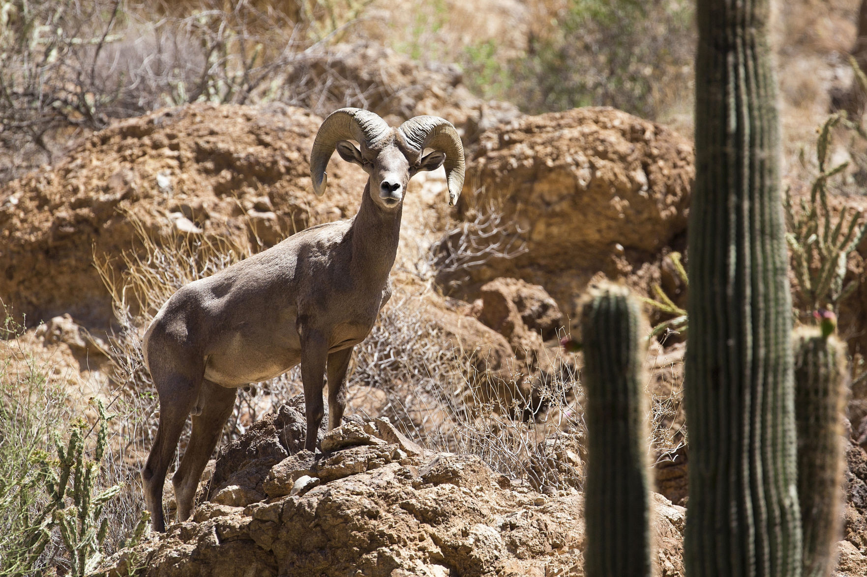 BIGHORN-WILDLIFE-ARIZONA